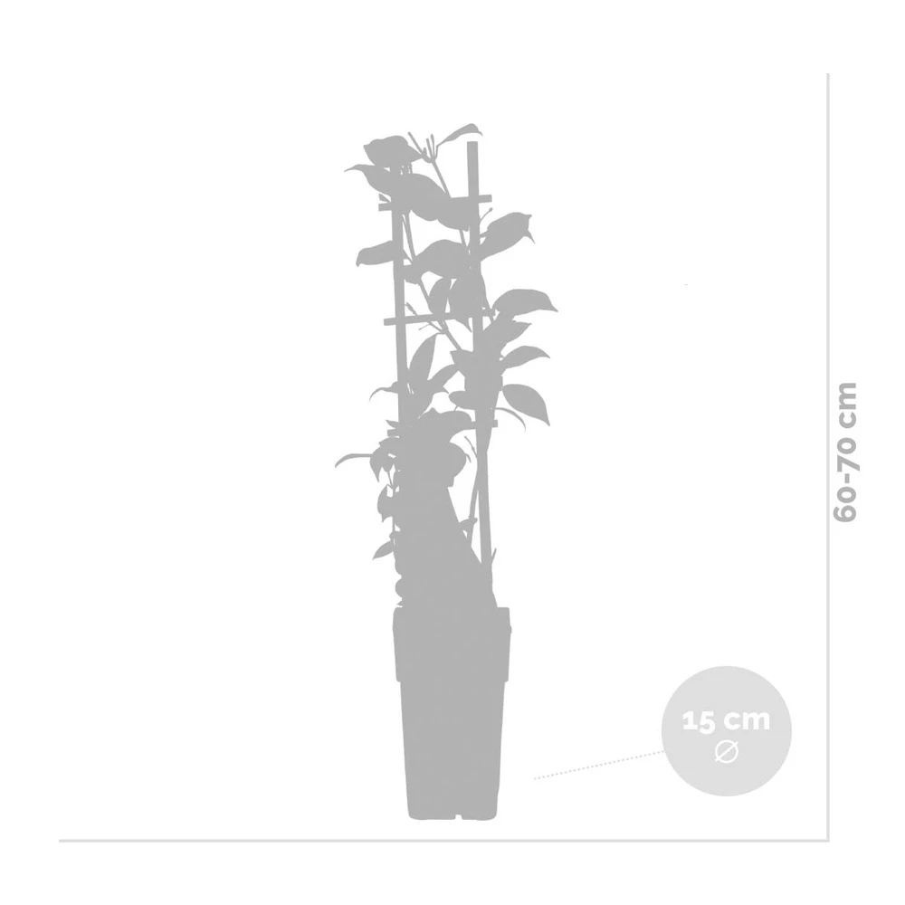 Glycine 'alba' - Glycine - Blanche - Plante Grimpante - Peu D'entretien – ⌀15 Cm - ↕60-70 Cm 4 Glycine 'alba' - Glycine - Blanche - Plante Grimpante - Peu D'entretien – ⌀15 Cm - ↕60-70 Cm – Image 4