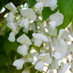 Glycine 'alba' - Glycine - Blanche - Plante Grimpante - Peu D'entretien – ⌀15 Cm - ↕60-70 Cm 7 Glycine 'alba' - Glycine - Blanche - Plante Grimpante - Peu D'entretien – ⌀15 Cm - ↕60-70 Cm -Jardalis Soldes Magasin 640b77ee9a9c91.55898231