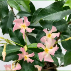 3x Trachelospermum 'pink Showers' – Jasmin De Toscane – Plante Grimpante – ⌀9 Cm - ↕15-20 Cm -Jardalis Soldes Magasin 640b77ef849b52.69347073