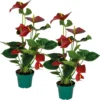 2x Anthurium 'aristo' Red– Flamingo Plant - Facile D'entretien - ⌀14 Cm - ↕45-55 Cm