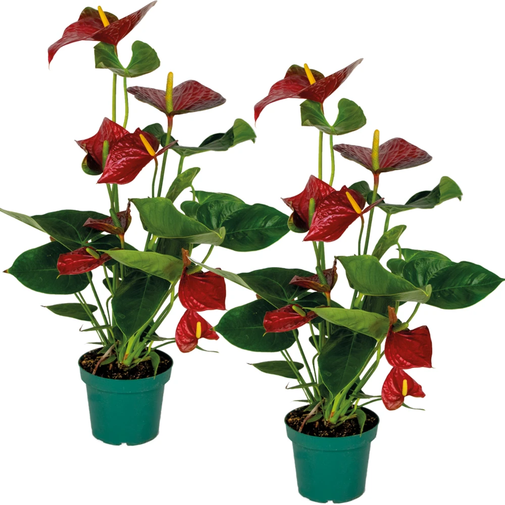 2x Anthurium 'aristo' Red– Flamingo Plant - Facile D'entretien - ⌀14 Cm - ↕45-55 Cm 1 2x Anthurium 'aristo' Red– Flamingo Plant - Facile D'entretien - ⌀14 Cm - ↕45-55 Cm