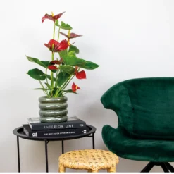 2x Anthurium 'aristo' Red– Flamingo Plant - Facile D'entretien - ⌀14 Cm - ↕45-55 Cm 8 2x Anthurium 'aristo' Red– Flamingo Plant - Facile D'entretien - ⌀14 Cm - ↕45-55 Cm -Jardalis Soldes Magasin 640b783e502989.76282242