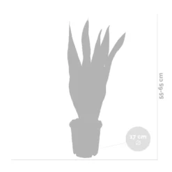 2x Sansevieria 'laurentii' Xl – Langue De Dame – Succulente – Facile à Entretenir – ⌀17cm – ↕55-65 Cm 7 2x Sansevieria 'laurentii' Xl – Langue De Dame – Succulente – Facile à Entretenir – ⌀17cm – ↕55-65 Cm -Jardalis Soldes Magasin 640b787fb1b790.19239259