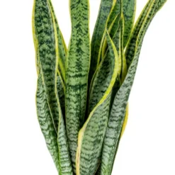 2x Sansevieria 'laurentii' Xl – Langue De Dame – Succulente – Facile à Entretenir – ⌀17cm – ↕55-65 Cm 6 2x Sansevieria 'laurentii' Xl – Langue De Dame – Succulente – Facile à Entretenir – ⌀17cm – ↕55-65 Cm -Jardalis Soldes Magasin 640b787fb489e7.70309484