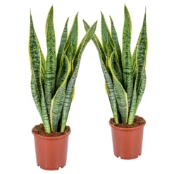 2x Sansevieria 'laurentii' Xl – Langue De Dame – Succulente – Facile à Entretenir – ⌀17cm – ↕55-65 Cm