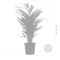 Dypsis Lutescens - Golden Palm - Plante D'intérieur - Entretien Facile - ⌀17 Cm - ↕60-70 Cm 9 Dypsis Lutescens - Golden Palm - Plante D'intérieur - Entretien Facile - ⌀17 Cm - ↕60-70 Cm -Jardalis Soldes Magasin 640b789a5b86e1.39070279