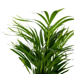 Dypsis Lutescens - Golden Palm - Plante D'intérieur - Entretien Facile - ⌀17 Cm - ↕60-70 Cm 7 Dypsis Lutescens - Golden Palm - Plante D'intérieur - Entretien Facile - ⌀17 Cm - ↕60-70 Cm -Jardalis Soldes Magasin 640b789a61f743.14431000