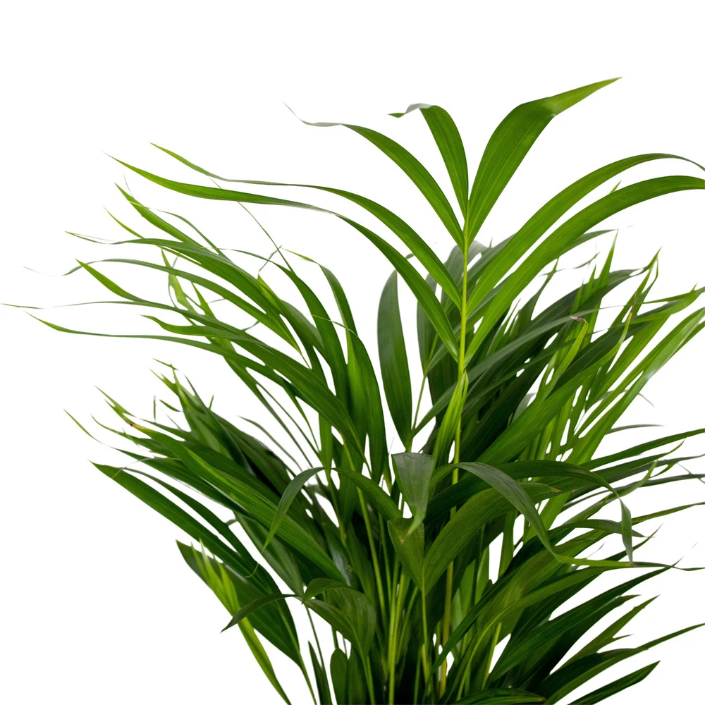 Dypsis Lutescens - Golden Palm - Plante D'intérieur - Entretien Facile - ⌀17 Cm - ↕60-70 Cm 3 Dypsis Lutescens - Golden Palm - Plante D'intérieur - Entretien Facile - ⌀17 Cm - ↕60-70 Cm – Image 3