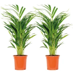 2x Dypsis Lutescens - Palmier Doré - Plante D'intérieur - Facile D'entretien - ⌀17 Cm - ↕60-70 Cm