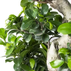 Ficus Microcarpa 'ginseng' En Forme De S – Bonsaï – Plante D'intérieur – ⌀22 Cm - ↕60-70 Cm -Jardalis Soldes Magasin 640b78a4b356b4.88157147
