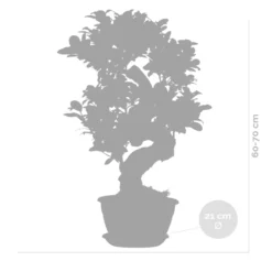 Ficus Microcarpa 'ginseng' En Forme De S – Bonsaï – Plante D'intérieur – ⌀22 Cm - ↕60-70 Cm -Jardalis Soldes Magasin 640b78a4ca43b3.72373917