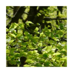 Hêtre Commun Sylvatica/pot De 7,5l - 60/80 Cm -Jardalis Soldes Magasin 6411c521126554.18080660