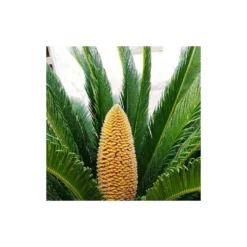 Cycas Du Japon/pot De 25l - 60/80 Cm -Jardalis Soldes Magasin 6411c5b36c7127.23418649