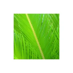 Cycas Du Japon/pot De 70l - Stipe 40/50 Cm -Jardalis Soldes Magasin 6411c5d6ad44d3.69046798