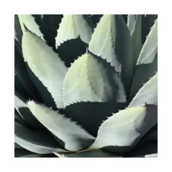 Agave Parryi Chihuahua/pot De 5l