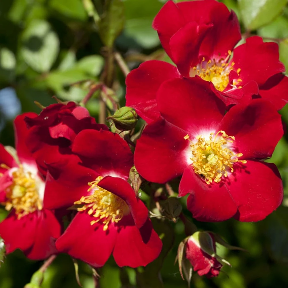 Rosier Rouge Meillandecor ® Meineble Le Pot En 2l 1 Rosier Rouge Meillandecor ® Meineble Le Pot En 2l