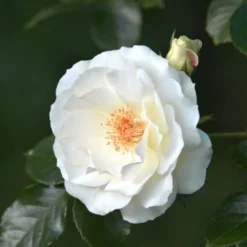 Rosier Grimpant 'neige D'avril' -