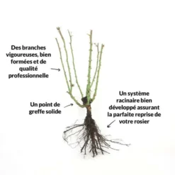 Rosier 'diorama' - 5 Rosier 'diorama' - -Jardalis Soldes Magasin 6419b64b16ab27.97474187