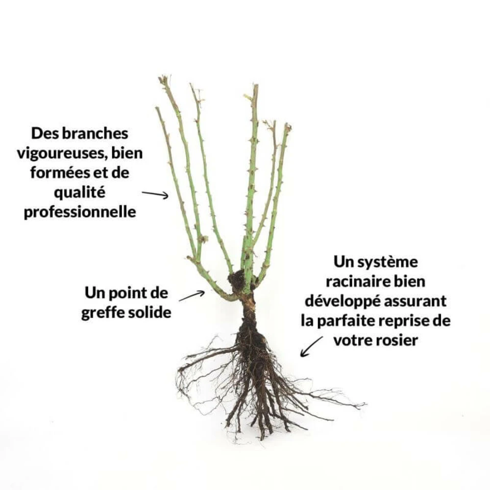 Rosier 'diorama' - 3 Rosier 'diorama' - – Image 3