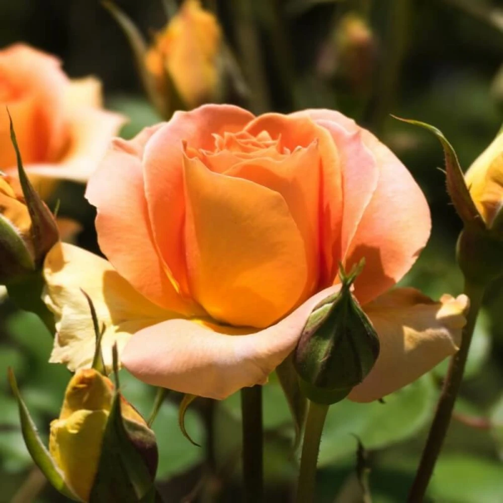 Rosier 'diorama' - 2 Rosier 'diorama' - – Image 2