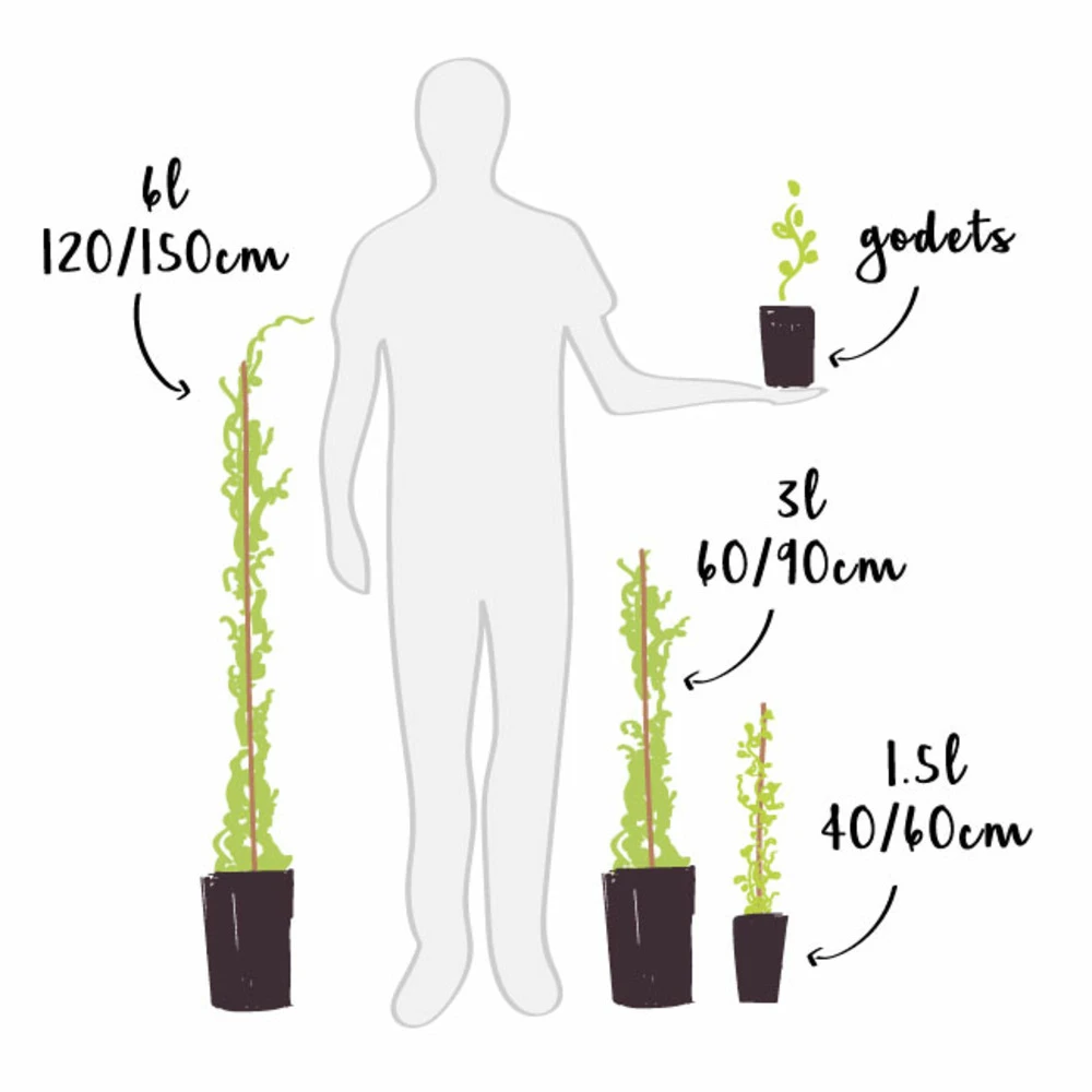 Vigne 'cornichon Blanc' - Vitis Vinifera 3l 2 Vigne 'cornichon Blanc' - Vitis Vinifera 3l – Image 2