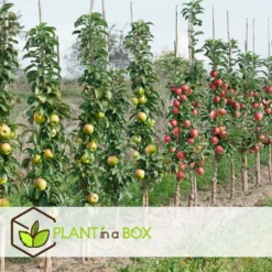 Assorti De 4 Arbres Fruitiers - Pot ⌀9cm - H.60-70cm (hauteur Pot Incluse) -Jardalis Soldes Magasin 6421dd66e21009.57555330