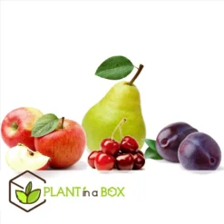 Assorti De 4 Arbres Fruitiers - Pot ⌀9cm - H.60-70cm (hauteur Pot Incluse) -Jardalis Soldes Magasin 6421dd66e64e00.60002197
