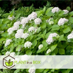 Set De 3 Hortensia Blanc - Pot ⌀9cm - H.25-40cm (hauteur Pot Incluse) 6 Set De 3 Hortensia Blanc - Pot ⌀9cm - H.25-40cm (hauteur Pot Incluse) -Jardalis Soldes Magasin 64233254e0bae3.75313331