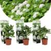 Set De 3 Hortensia Blanc - Pot ⌀9cm - H.25-40cm (hauteur Pot Incluse)