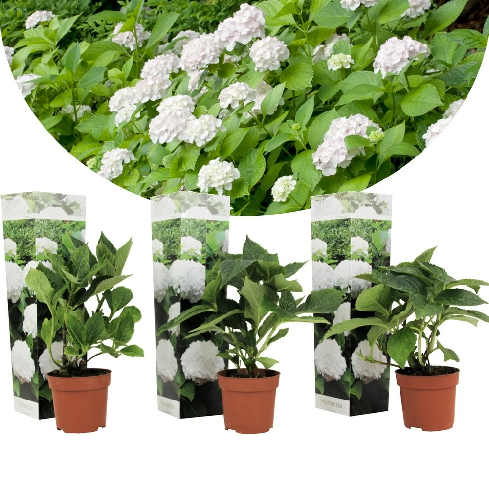Set De 3 Hortensia Blanc - Pot ⌀9cm - H.25-40cm (hauteur Pot Incluse) 1 Set De 3 Hortensia Blanc - Pot ⌀9cm - H.25-40cm (hauteur Pot Incluse)