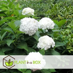 Set De 3 Hortensia Blanc - Pot ⌀9cm - H.25-40cm (hauteur Pot Incluse) 7 Set De 3 Hortensia Blanc - Pot ⌀9cm - H.25-40cm (hauteur Pot Incluse) -Jardalis Soldes Magasin 64233254f3f363.76442034