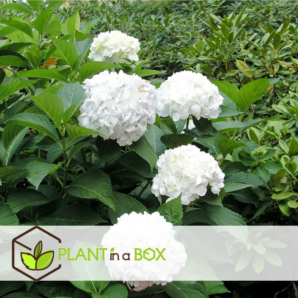 Set De 3 Hortensia Blanc - Pot ⌀9cm - H.25-40cm (hauteur Pot Incluse) 4 Set De 3 Hortensia Blanc - Pot ⌀9cm - H.25-40cm (hauteur Pot Incluse) – Image 4