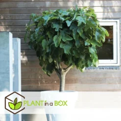 Set De 2 Ficus Carica - Pot ⌀9cm - H.25-40cm (hauteur Pot Incluse) 10 Set De 2 Ficus Carica - Pot ⌀9cm - H.25-40cm (hauteur Pot Incluse) -Jardalis Soldes Magasin 64233258b421e6.98737418