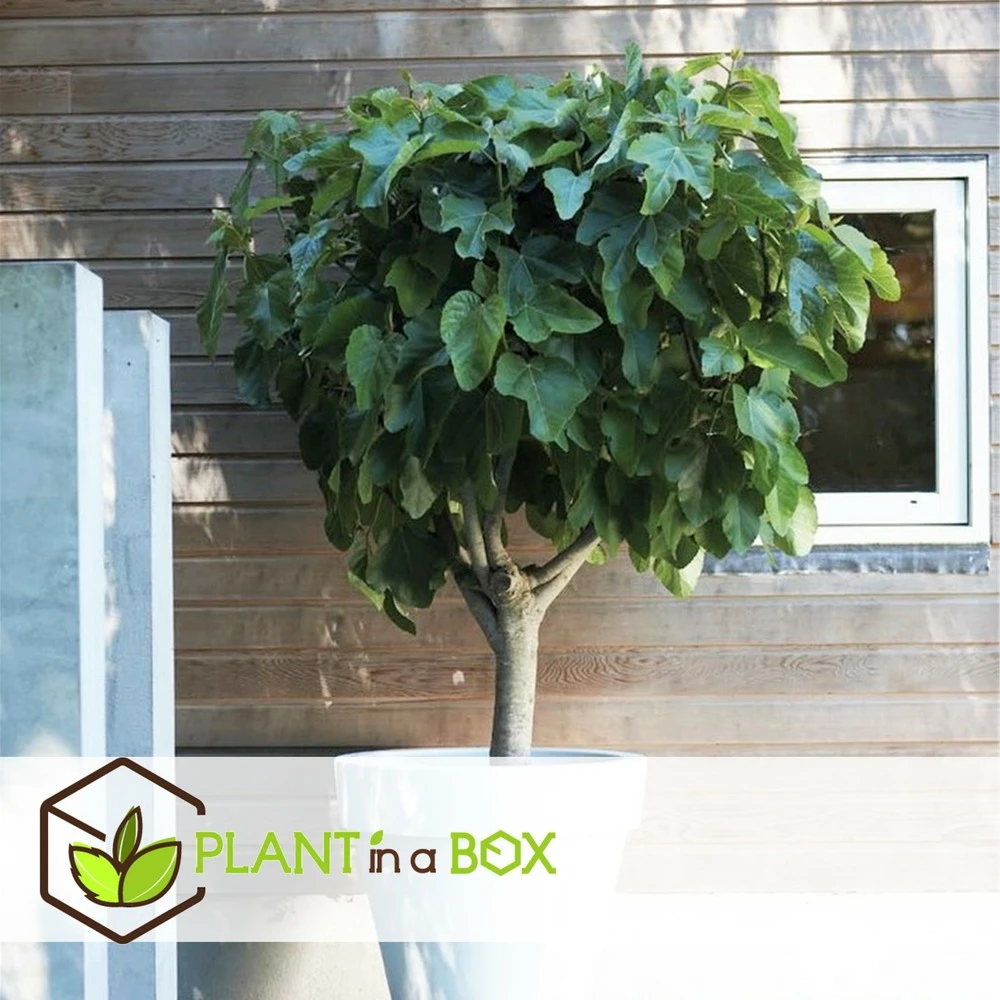 Set De 2 Ficus Carica - Pot ⌀9cm - H.25-40cm (hauteur Pot Incluse) 4 Set De 2 Ficus Carica - Pot ⌀9cm - H.25-40cm (hauteur Pot Incluse) – Image 4