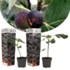 Set De 2 Ficus Carica - Pot ⌀9cm - H.25-40cm (hauteur Pot Incluse)