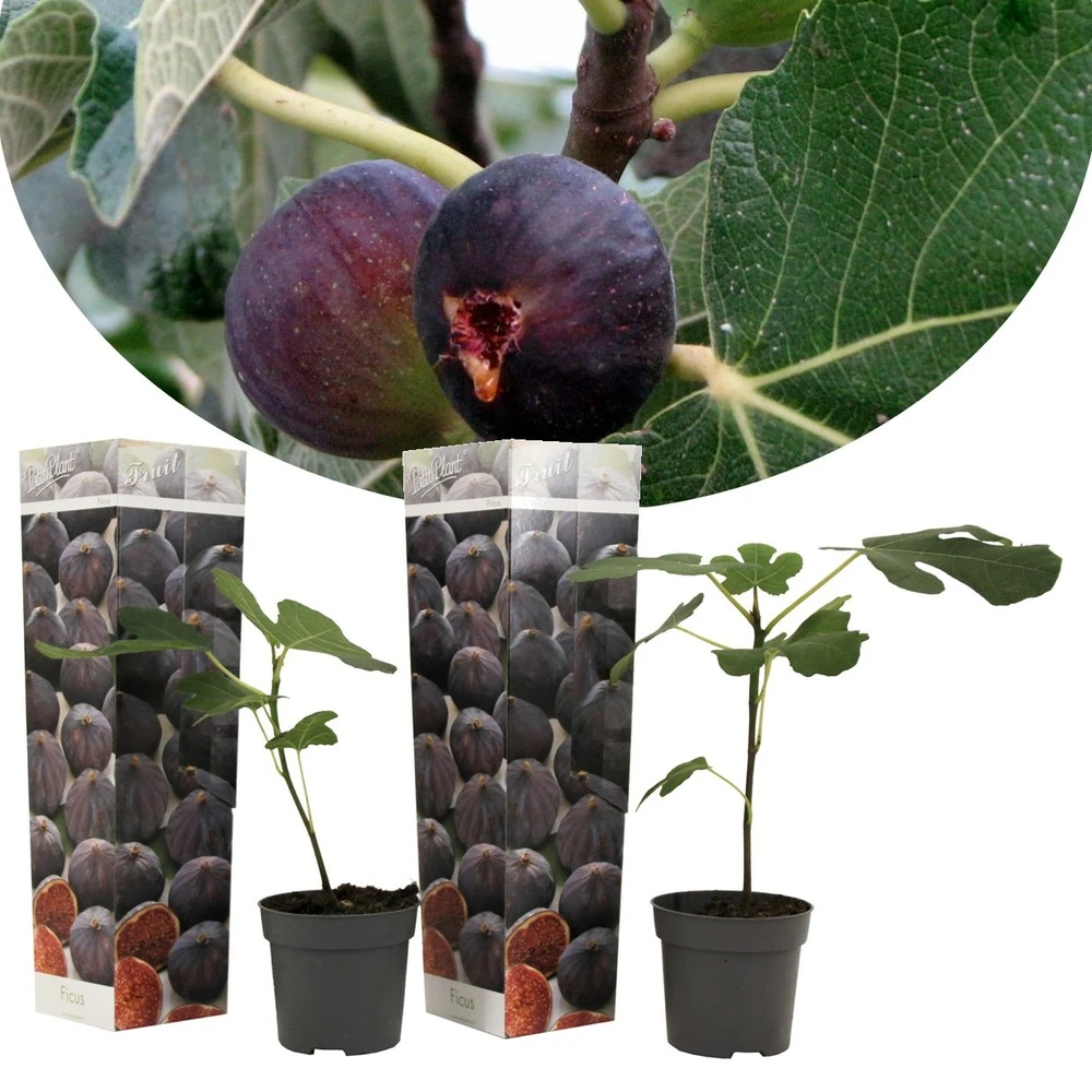 Set De 2 Ficus Carica - Pot ⌀9cm - H.25-40cm (hauteur Pot Incluse) 1 Set De 2 Ficus Carica - Pot ⌀9cm - H.25-40cm (hauteur Pot Incluse)