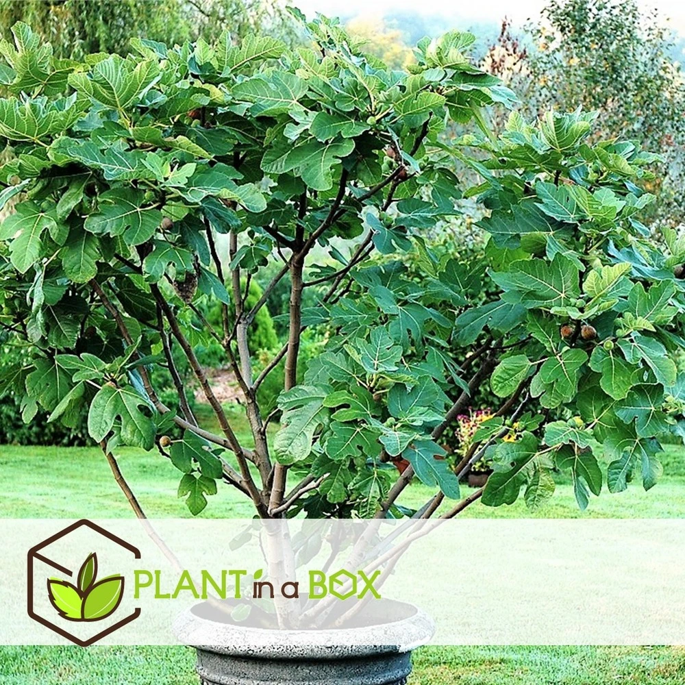 Set De 2 Ficus Carica - Pot ⌀9cm - H.25-40cm (hauteur Pot Incluse) 2 Set De 2 Ficus Carica - Pot ⌀9cm - H.25-40cm (hauteur Pot Incluse) – Image 2
