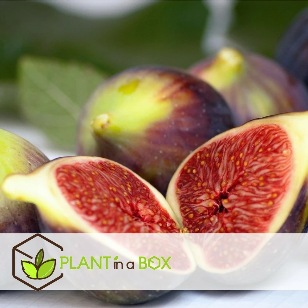 Set De 2 Ficus Carica - Pot ⌀9cm - H.25-40cm (hauteur Pot Incluse) 7 Set De 2 Ficus Carica - Pot ⌀9cm - H.25-40cm (hauteur Pot Incluse) – Image 7