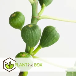 Set De 2 Ficus Carica - Pot ⌀9cm - H.25-40cm (hauteur Pot Incluse) 12 Set De 2 Ficus Carica - Pot ⌀9cm - H.25-40cm (hauteur Pot Incluse) -Jardalis Soldes Magasin 64233258cfd275.04452141