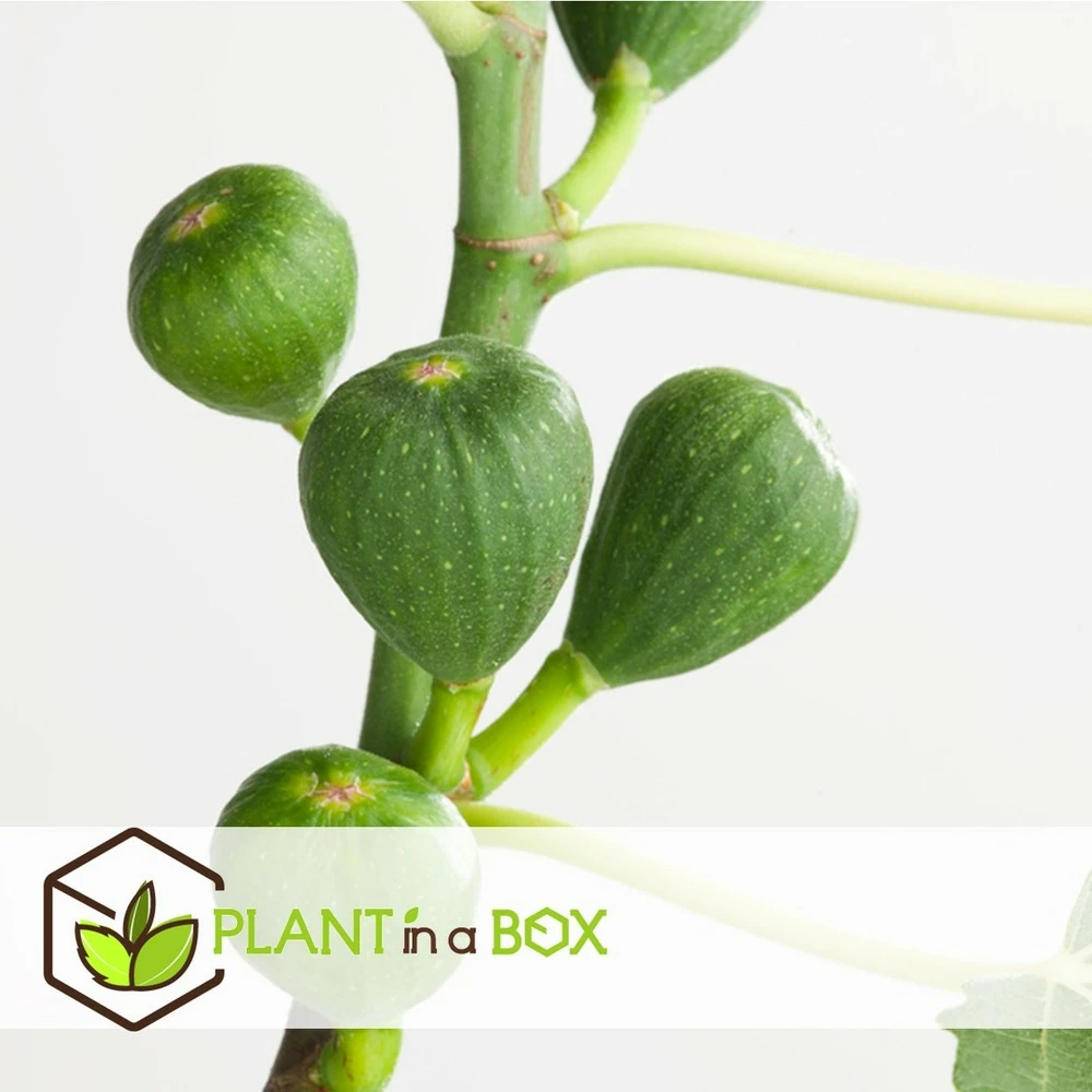 Set De 2 Ficus Carica - Pot ⌀9cm - H.25-40cm (hauteur Pot Incluse) 6 Set De 2 Ficus Carica - Pot ⌀9cm - H.25-40cm (hauteur Pot Incluse) – Image 6