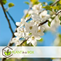 Assorti De 3 Arbres Fruitiers - Pot ⌀9cm - H.60-70cm (hauteur Pot Incluse) -Jardalis Soldes Magasin 64233269be5622.46374168