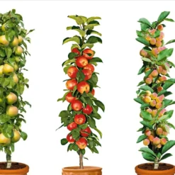 Assorti De 3 Arbres Fruitiers - Pot ⌀9cm - H.60-70cm (hauteur Pot Incluse)