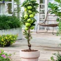 Assorti De 3 Arbres Fruitiers - Pot ⌀9cm - H.60-70cm (hauteur Pot Incluse) -Jardalis Soldes Magasin 64233269c9f391.24342059