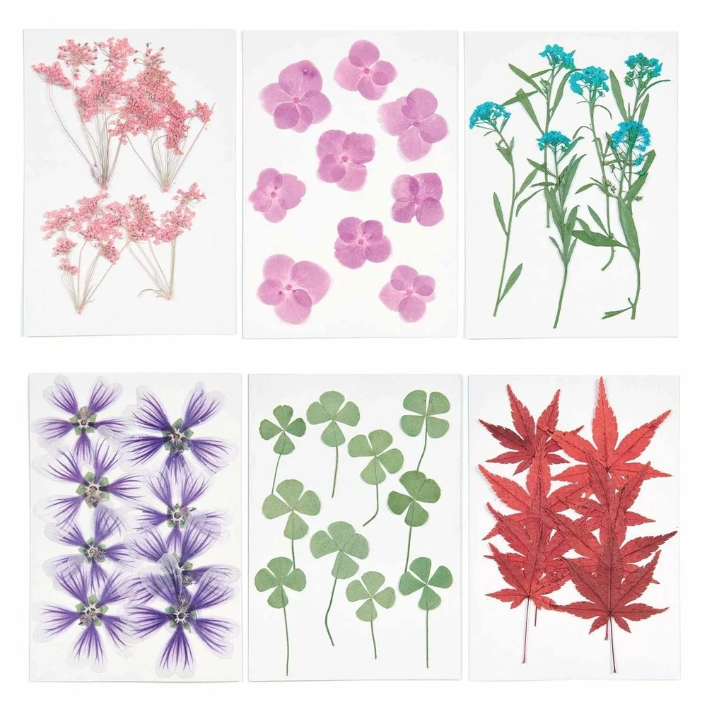 6 Sets De Feuilles/ Fleurs Séchées Et Pressées 2 6 Sets De Feuilles/ Fleurs Séchées Et Pressées – Image 2