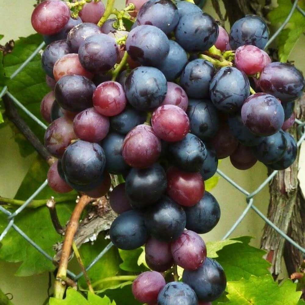 Vigne 'muscat De Hambourg' - Conteneur 3l - Taille 60/100cm 1 Vigne 'muscat De Hambourg' - Conteneur 3l - Taille 60/100cm