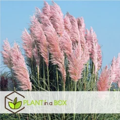 Cortaderia Selloana - Set De 3 - La Pampa - Rose - Pot 9cm - Hauteur 25-40cm 7 Cortaderia Selloana - Set De 3 - La Pampa - Rose - Pot 9cm - Hauteur 25-40cm -Jardalis Soldes Magasin 6426d369de0020.70880671