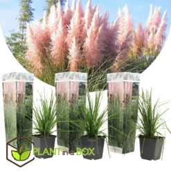 Cortaderia Selloana - Set De 3 - La Pampa - Rose - Pot 9cm - Hauteur 25-40cm 6 Cortaderia Selloana - Set De 3 - La Pampa - Rose - Pot 9cm - Hauteur 25-40cm -Jardalis Soldes Magasin 6426d369ed3477.62160885