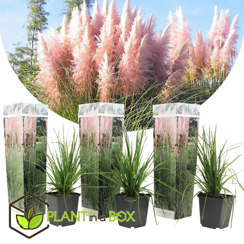 Cortaderia Selloana - Set De 3 - La Pampa - Rose - Pot 9cm - Hauteur 25-40cm 3 Cortaderia Selloana - Set De 3 - La Pampa - Rose - Pot 9cm - Hauteur 25-40cm – Image 3