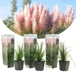 Cortaderia Selloana - Set De 3 - La Pampa - Rose - Pot 9cm - Hauteur 25-40cm