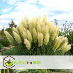 Cortaderia Selloana - Set De 3 - La Pampa - Blanc - Pot 9cm - Hauteur 25-40cm 7 Cortaderia Selloana - Set De 3 - La Pampa - Blanc - Pot 9cm - Hauteur 25-40cm -Jardalis Soldes Magasin 6426d36bc2a668.31887290
